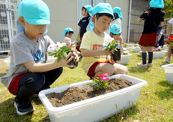 鵜川たんぼアートのようす