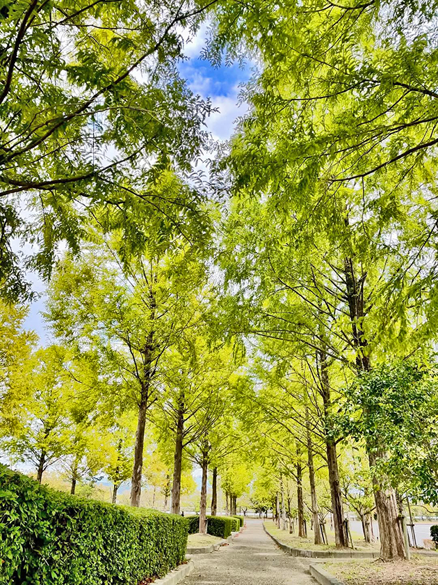 竜王町インスタグラムフォトコンテスト2025最優秀賞受賞作品「竜王町総合運動公園(メタセコイア並木)」