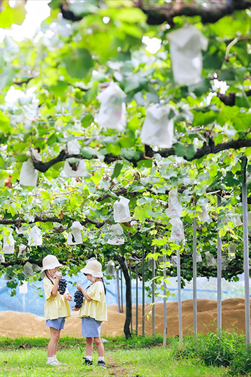 竜王町インスタグラムフォトコンテスト2025優秀賞受賞作品「農林公園(ブドウ)」