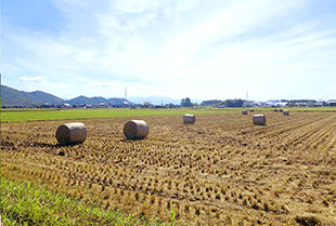 2020年稲わらロール