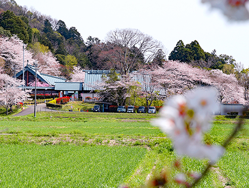 竜王の春[桜](川守 妹背の里)  撮影者：カラスさん 2023年3月30日撮影