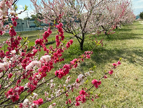 善光寺川 山桃(薬師地先)  撮影者：リオナ 2023年4月16日撮影