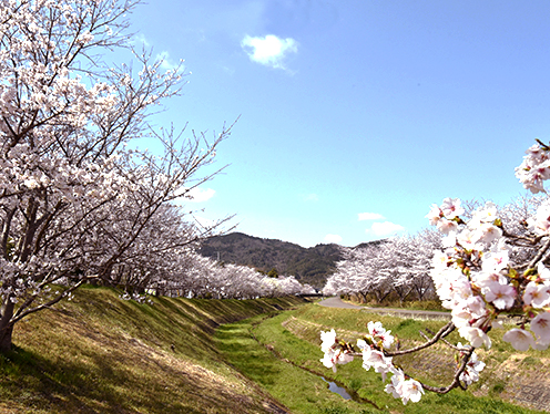 桜花爛漫 鏡山を望む(山面地先(山田川))  撮影者：ひかりさん 2025年4月9日撮影