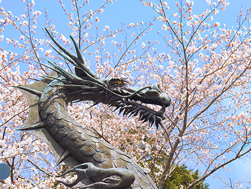 龍もお花見(妹背の里(川守))  撮影者：カラスさん 2025年4月6日撮影