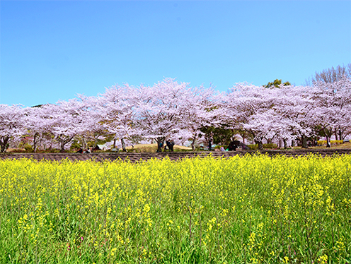 空色、桜色、菜の花色。春色グラデーション(妹背の里(川守))  撮影者：菜の花グループ 2025年4月9日撮影
