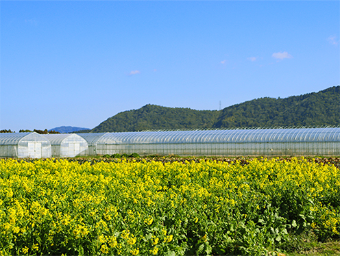 青空の下、竜王の大地に春が咲き始めました(田中地先)&nbsp;&nbsp;撮影者：広報担当&nbsp;2026年3月11日撮影
