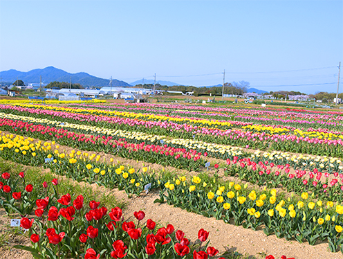 今年も色とりどりに咲き揃いました(道の駅アグリパーク竜王「チューリップ畑」)&nbsp;&nbsp;撮影者：カラスさん&nbsp;2026年4月10日撮影