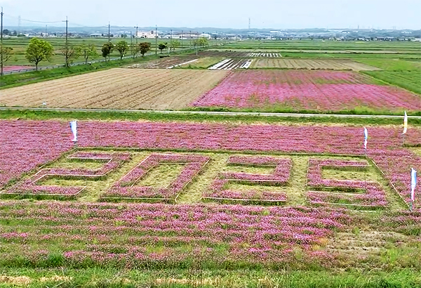 鵜川たんぼアート