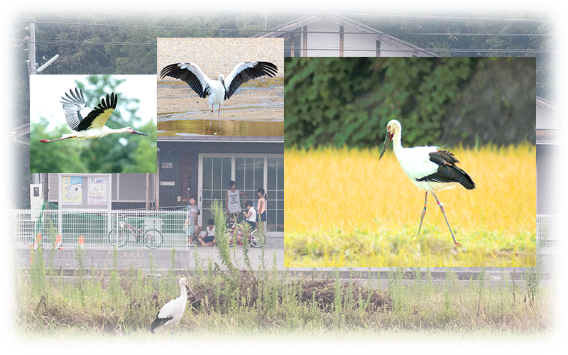 幸せを運ぶコウノトリが竜王町に舞い降りました！