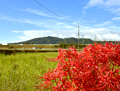 雨の跡、鏡山を望む彼岸花&nbsp;&nbsp;撮影者：ひかり&nbsp;2025年10月6日撮影