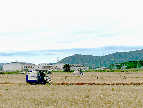 麦畑刈りの向こう、新竜王小学校と雪野山が顔を出しました(小口地先)&nbsp;&nbsp;撮影者：ひかり&nbsp;2026年6月5日撮影