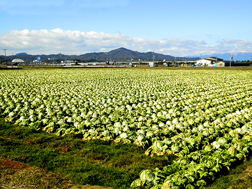 大きくしっかり育った白菜たちが、出荷を待っています。(山之上)撮影者:写真クラブ竜王2016年02月02日撮影
