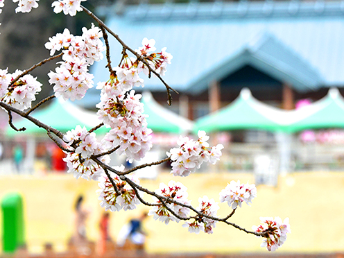 妹背の里の桜撮影者:写真クラブ竜王2016年4月3日撮影