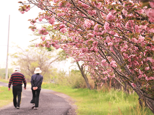 岡屋祖父川沿いの八重桜撮影者:写真クラブ竜王2016年4月24日撮影