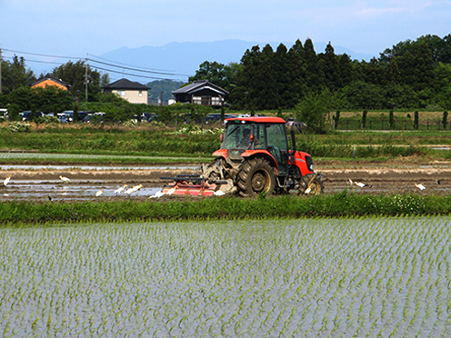 農作業のお手伝い？サギたちがトラクターの周りにたくさん集まってきました。(鏡地先)撮影者:写真クラブ竜王2016年5月17日撮影