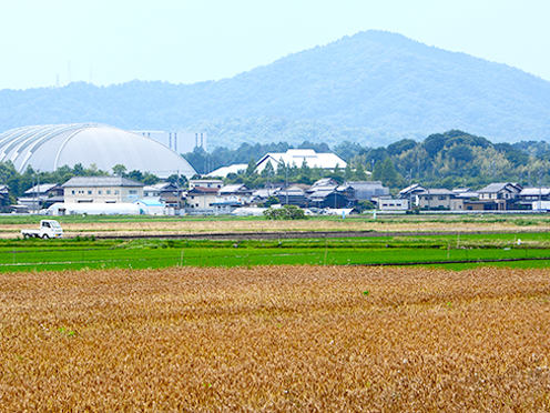 麦畑と田んぼ、奥に見える山とのコントラストがきれいでした。(西山地先)撮影者:写真クラブ竜王2016年6月9日撮影