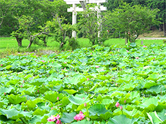 ハスの花が咲き始めました。(牟礼公園 小口)撮影者:写真クラブ竜王2016年7月4日撮影