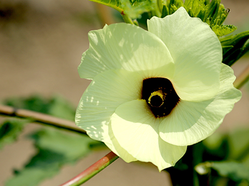 実が美味しいオクラの花がきれいに咲いていました。(綾戸地先)撮影者:写真クラブ竜王2016年8月06日撮影