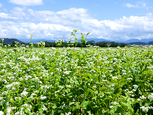 のどかな田園にそばの花が咲き誇っていました。(鏡地先)撮影者:写真クラブ竜王2016年9月04日撮影