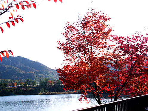 ショッピングモールでも紅葉が見頃です。(三井アウトレットパーク 滋賀竜王)撮影者:竜王町 広報担当2016年11月12日撮影