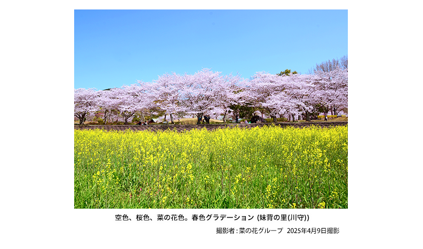 道の駅アグリパーク竜王のシャボン玉体験(山之上)  撮影者：町内在住カラスさん 2024年4月5日撮影